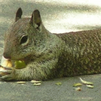 Sloth (USA-2) : Nuttin'... Jus' Chillin'